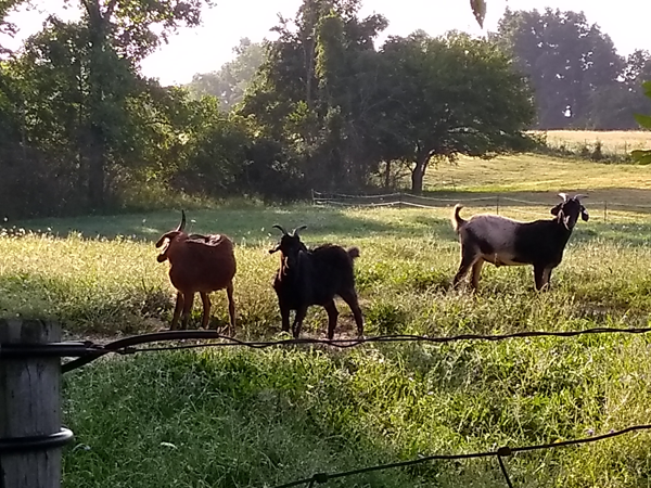 Livestock and pasture, a match made in heaven