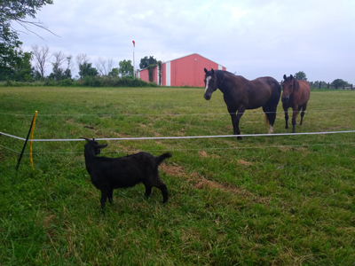 The horses are now sharing their pasture